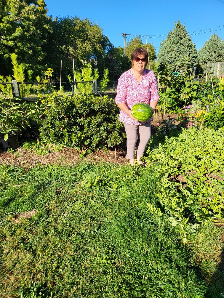 Sustainable Watermelon growing using natural ecology